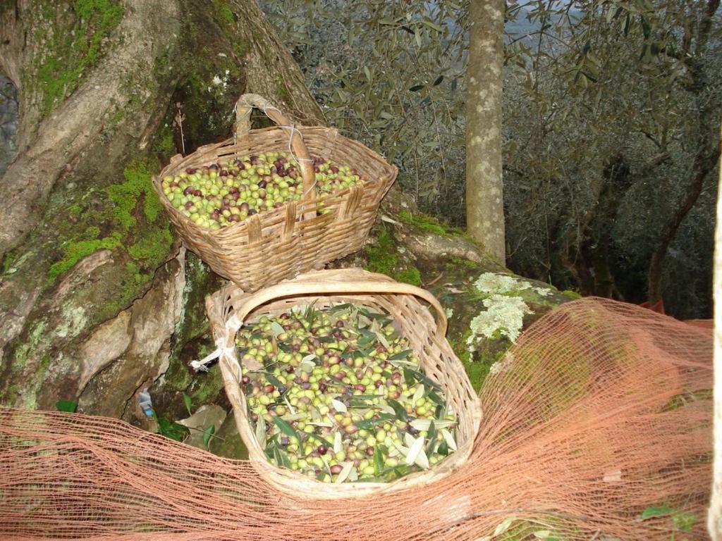 加尔伦达Agriturismo A Veggia Vigna别墅 外观 照片