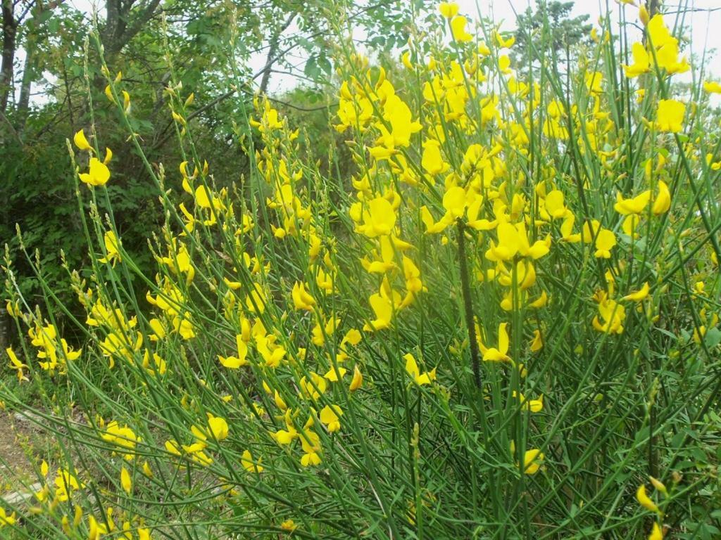 加尔伦达Agriturismo A Veggia Vigna别墅 外观 照片