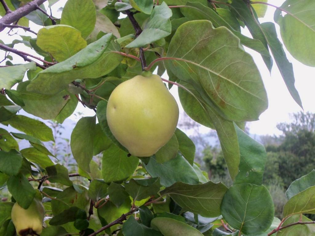 加尔伦达Agriturismo A Veggia Vigna别墅 外观 照片