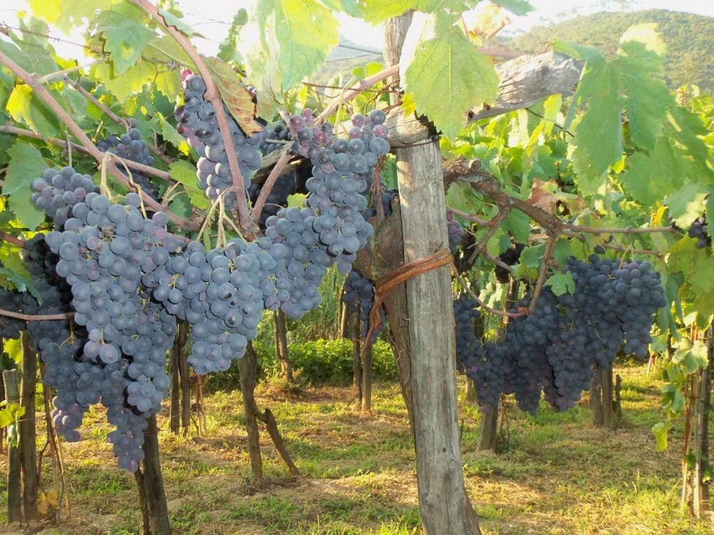 加尔伦达Agriturismo A Veggia Vigna别墅 外观 照片